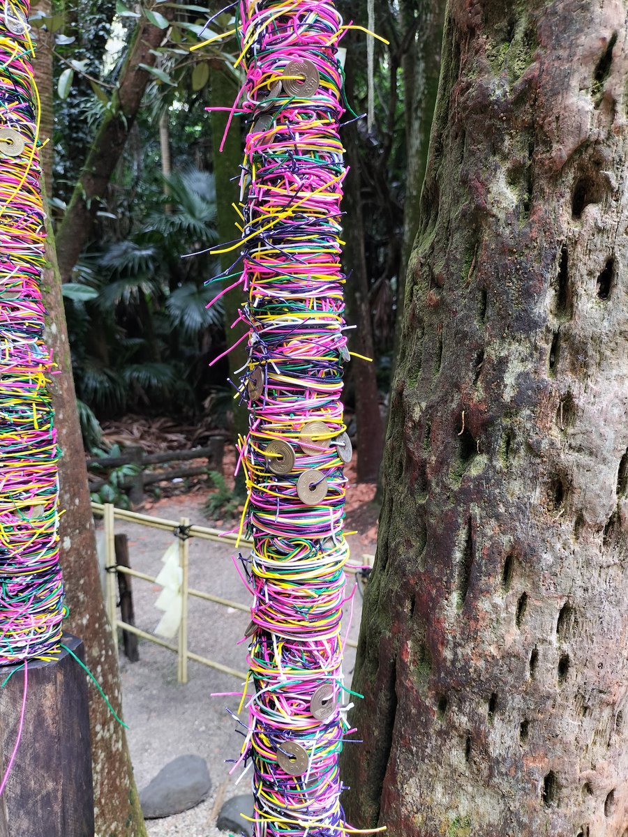 SONOGAdidi tweet media