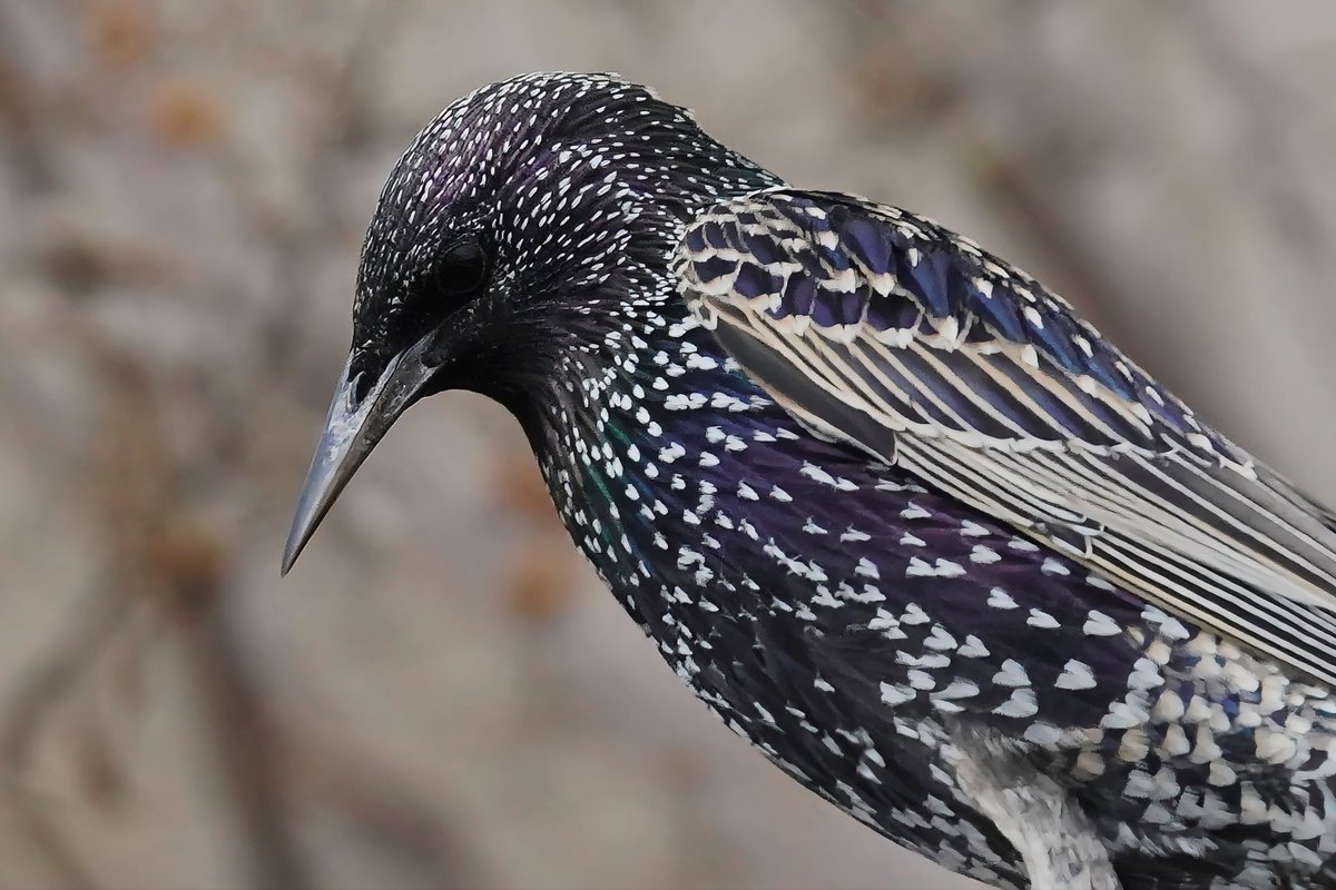 toshimichi_s tweet media