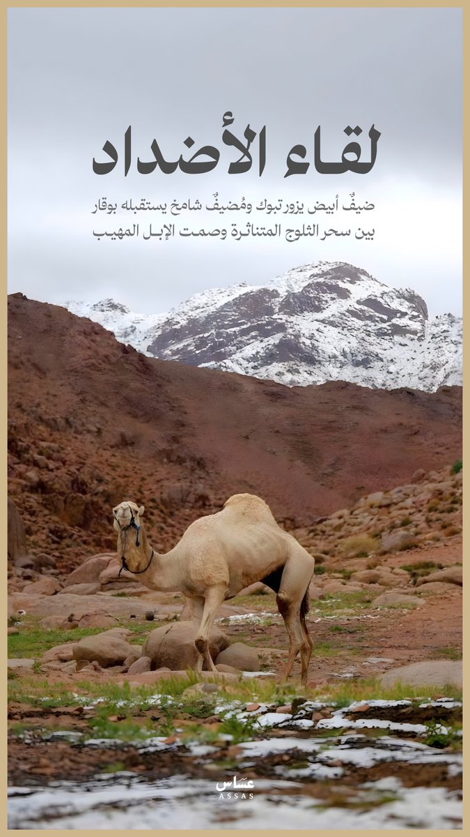 لقاء الأضداد في تبوك؛ سحر الثلوج المتناثرة يعانق شموخ الجبال، في مشهد يزيده الجمل وقاراً ومهابة وتناغماً مع طبيعة المملكة. 🐪⛰️