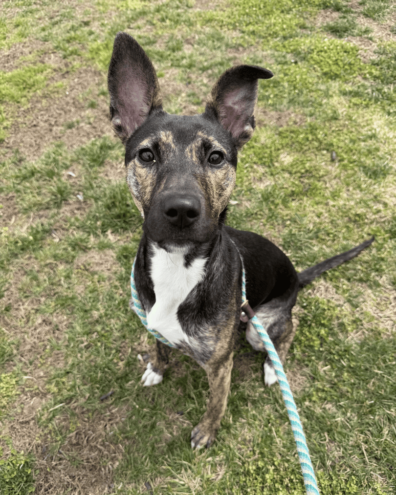 Memphis Humane Society tweet media