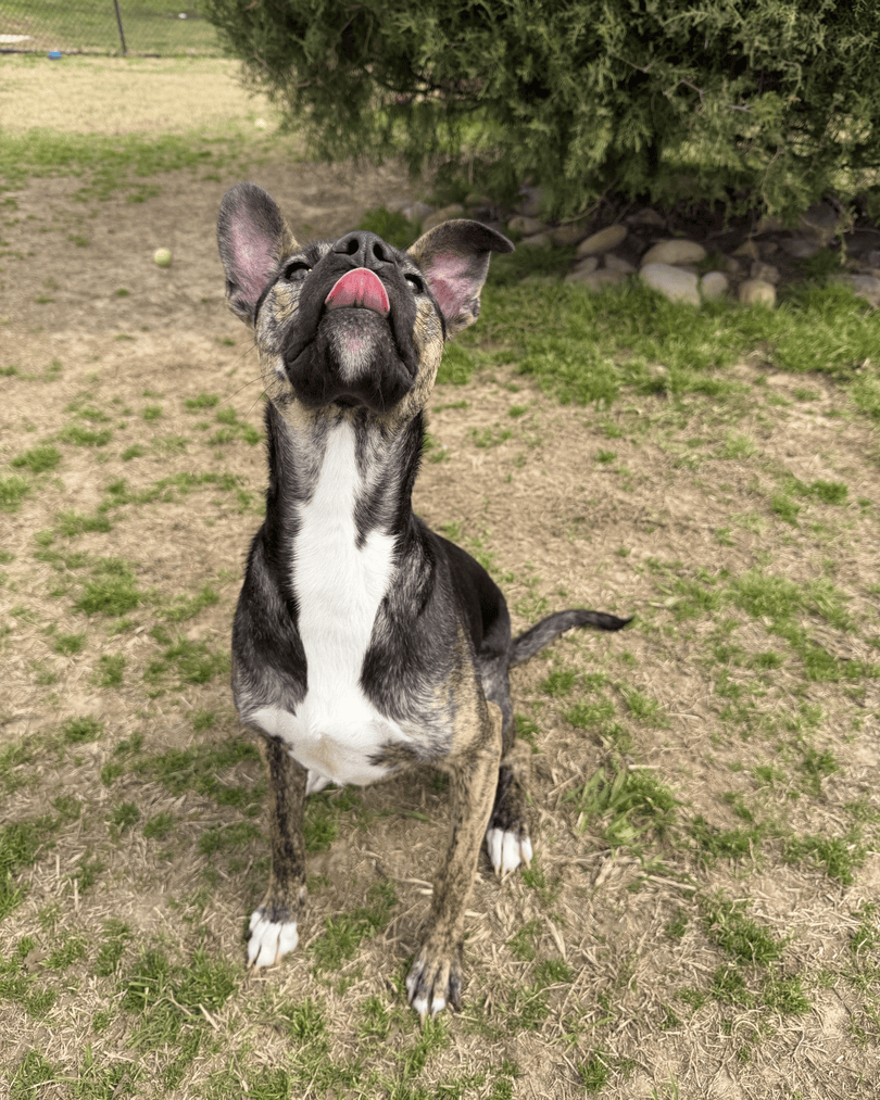 Memphis Humane Society tweet media