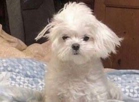 𝑖𝑛𝑔 tweet media