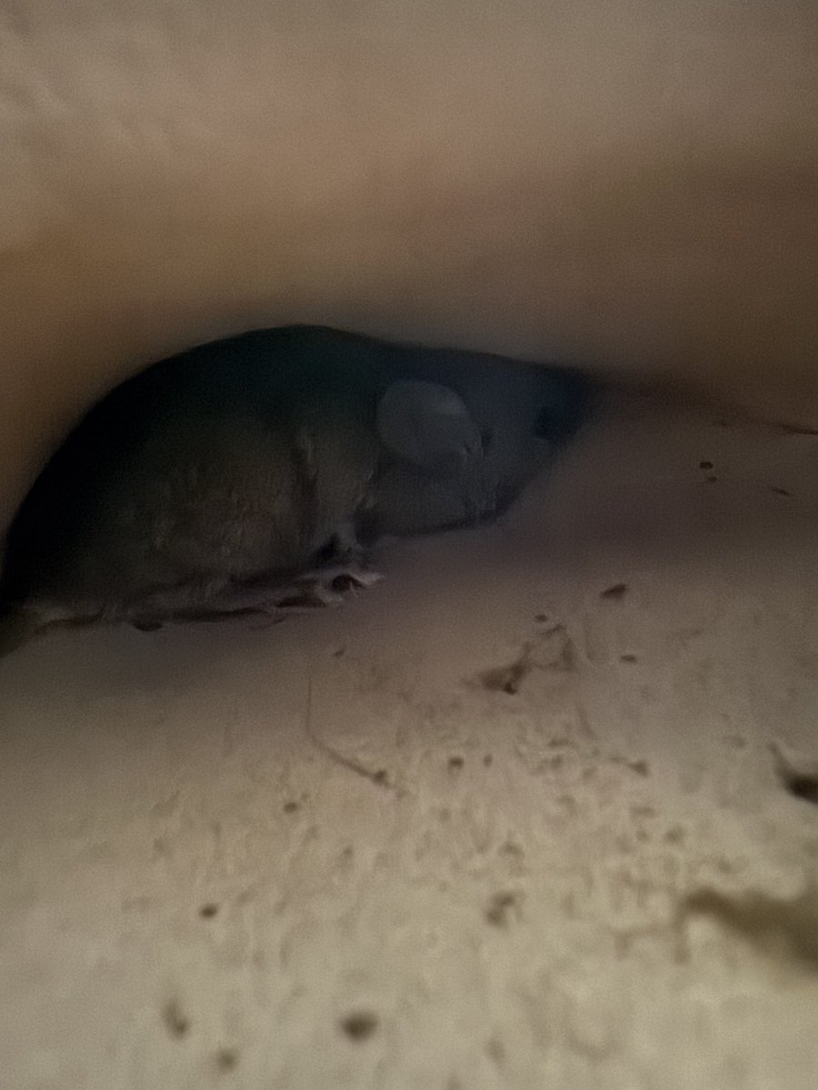 Dan Waterfield tweet media