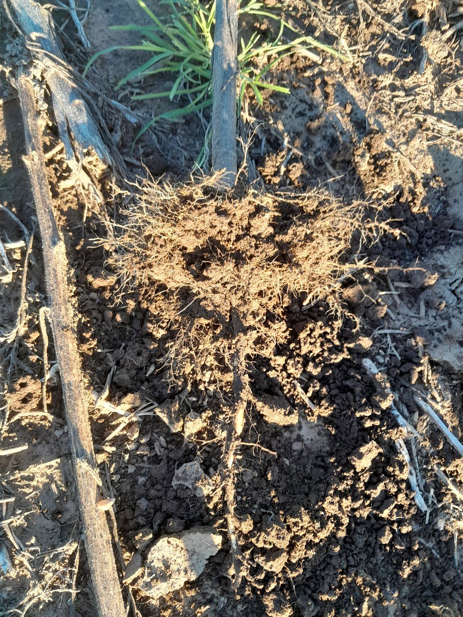 Patricio Quinos tweet media