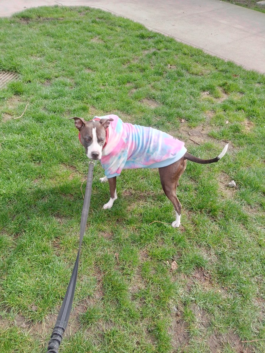 LebrockTony's tweet photo. Mon๐
๐พ๐Madam's On The Prowl!ยก!๐พ๐๐๐๐ถ๐๐๐
#pittielife #dogsarelove #petx
#dogpose #dogqueen #pitties
#MadamRiley #pittiesaregreat https://t.co/nYyNwkCZW2