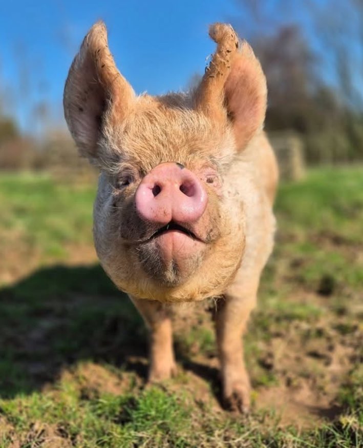 Pig of the Day 🐷 tweet media