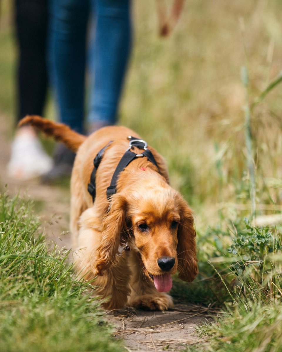 Alfie_BT's tweet image. Nothing beats those midweek walks with your best friend 🐾

Spring days here and the evenings getting lighter, it’s the perfect time to enjoy a little extra time outdoors together 🌿

#Dog #Bestfriend #Spring #Dogwalk