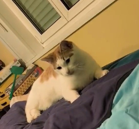 chaton🩵 tweet media