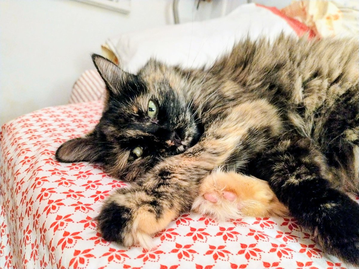 Doris, disfrutando del lunes sin trabajar. 🤭 😻#CatsOnX #cats #CatsOfTwitter #MondayCats