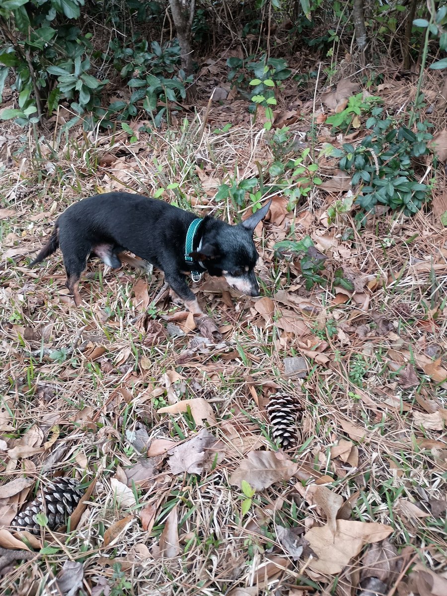 B.J. Stanley tweet media