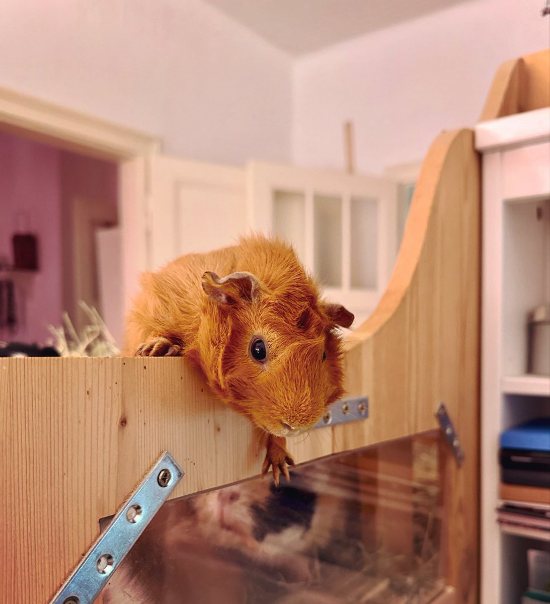 Anna Rebella, the woman, the myth, the legend tweet media