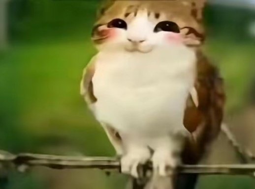 ChinampaHug tweet media