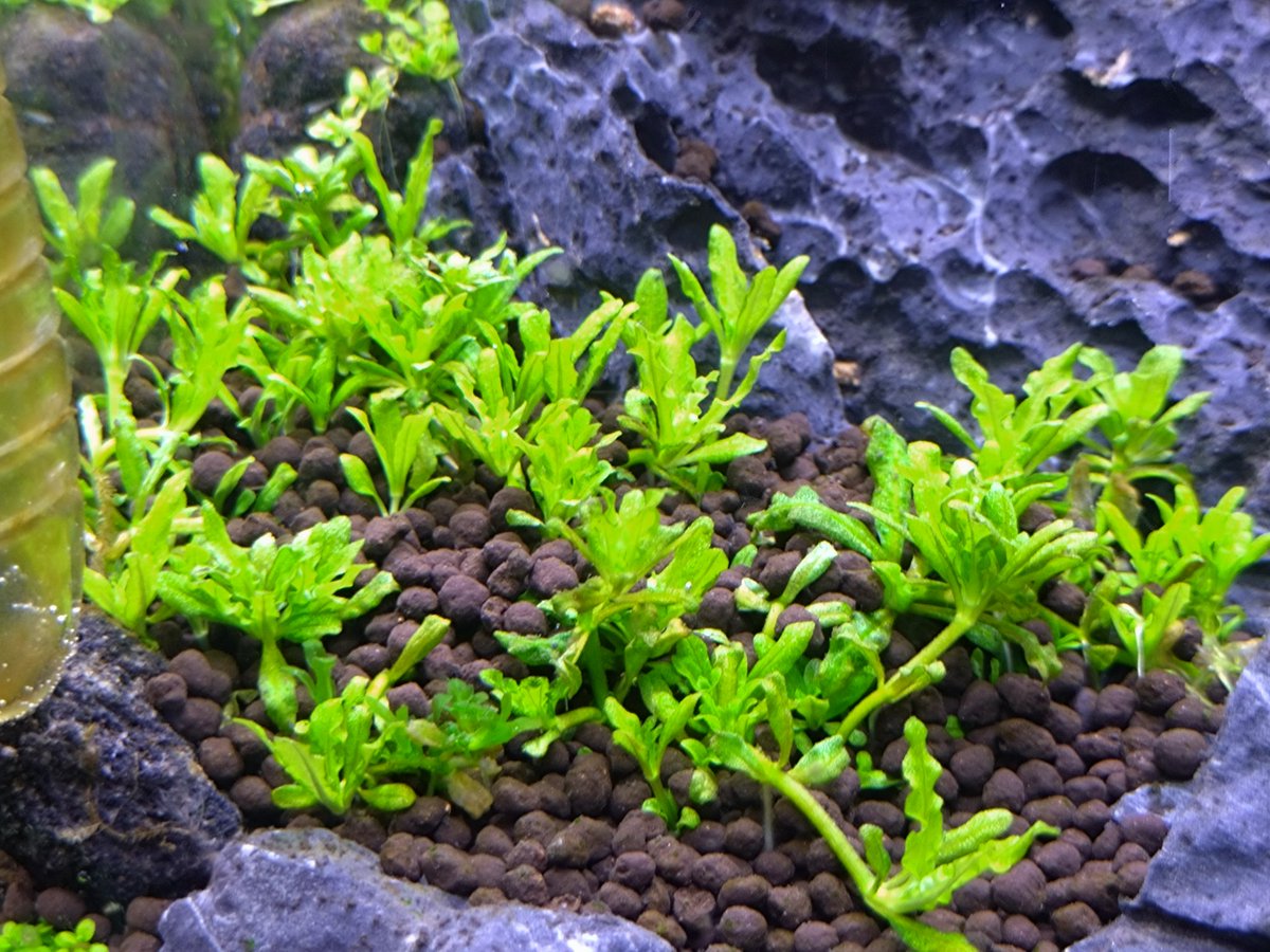 20cmキューブ水槽に必要量を植栽して余ったポゴステモン ヘルフェリーを別水槽に、サイアミーズに引っこ抜かれないように頂芽がギリギリ見える程度 ...