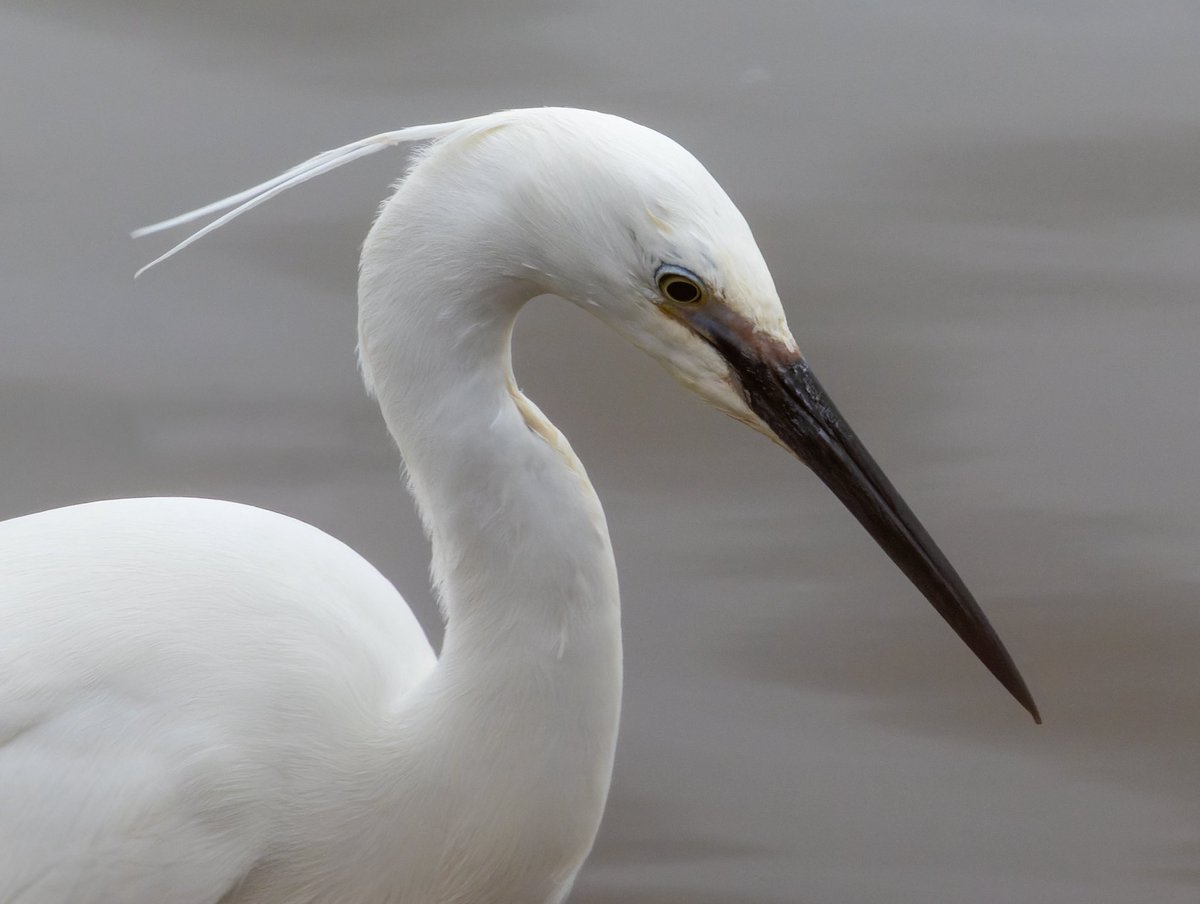 Pete Sutton tweet media