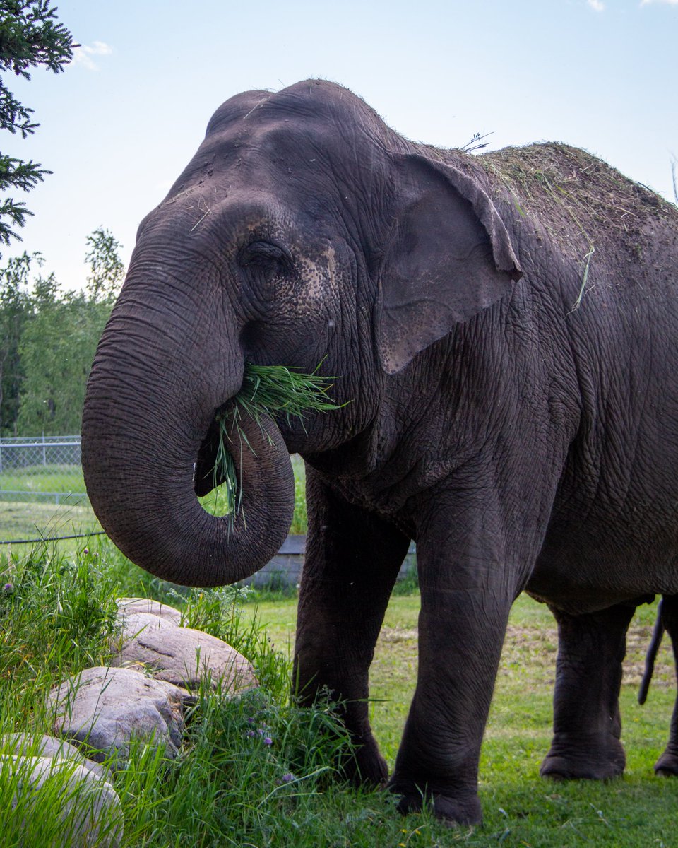 The Valley Zoo Development Society tweet media