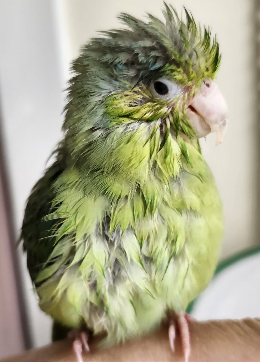 The feathers tweet media