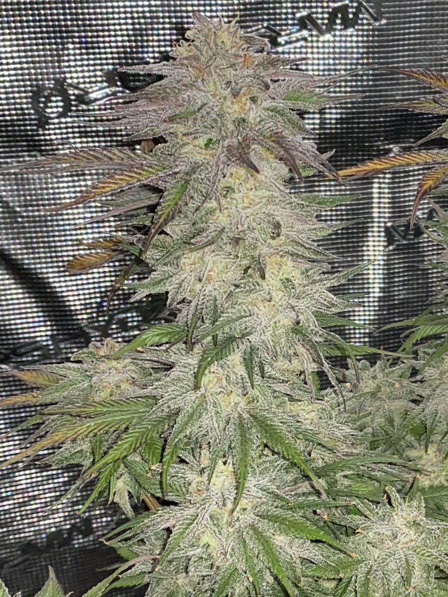 Letmeknowbarry tweet media