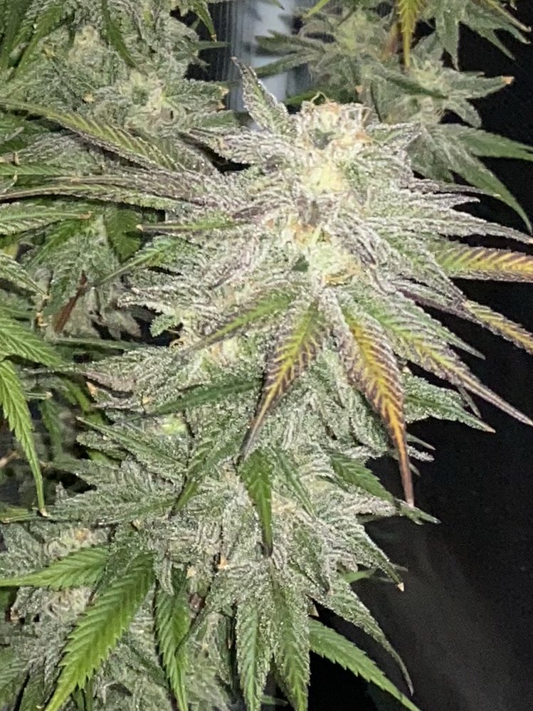 Letmeknowbarry tweet media