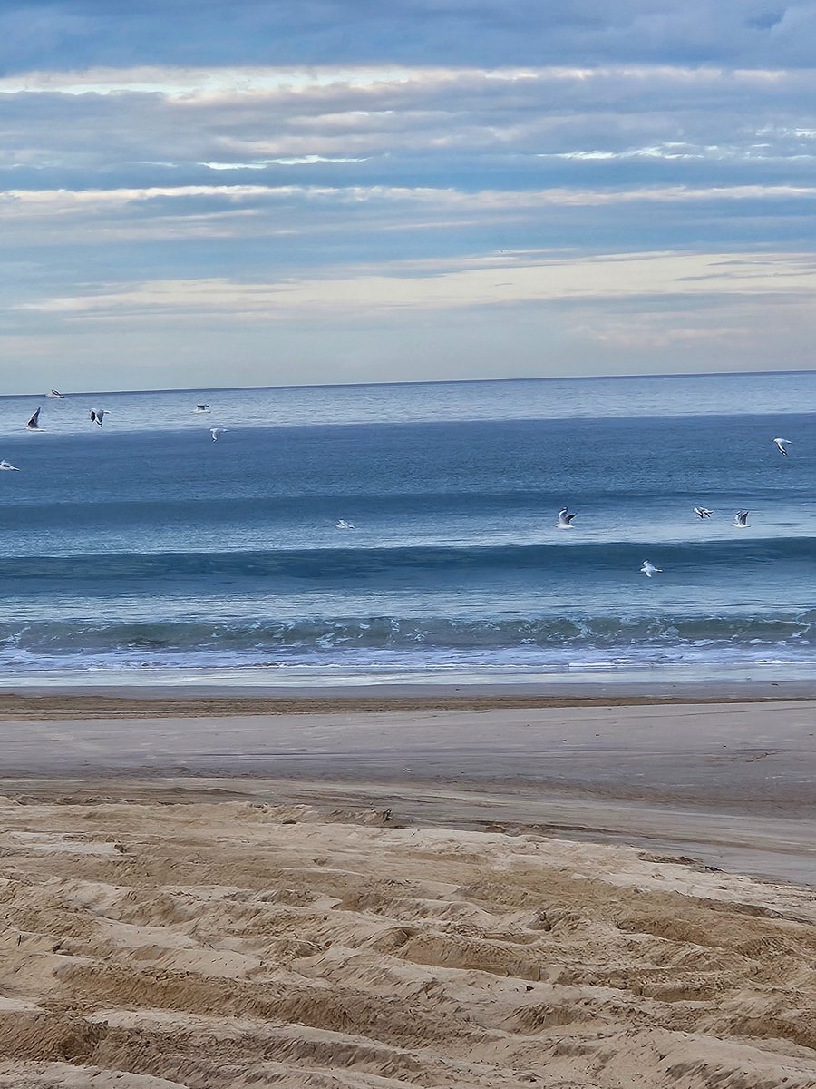 Tiger Charlie 🦘🐯 tweet media