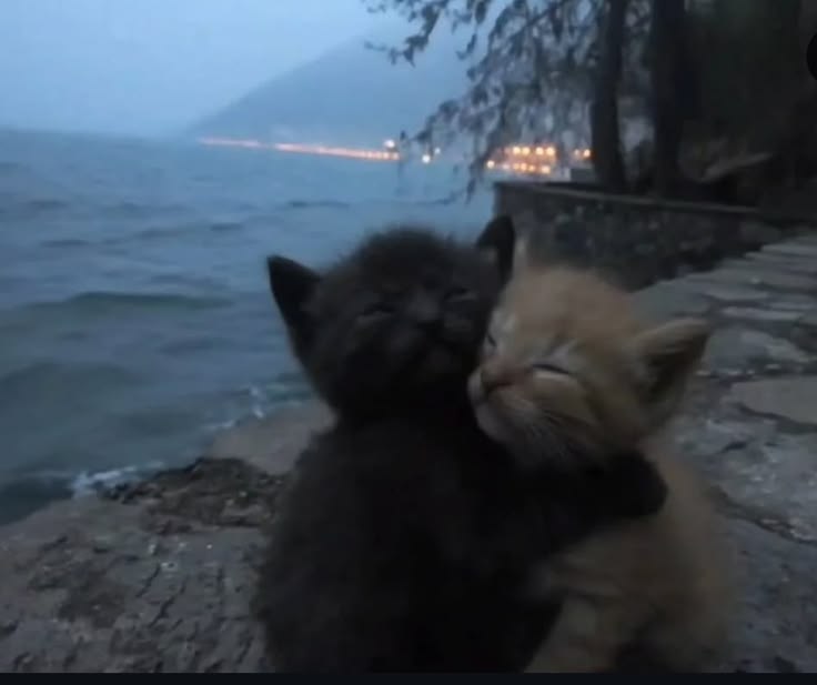 maya 🍮 tweet media