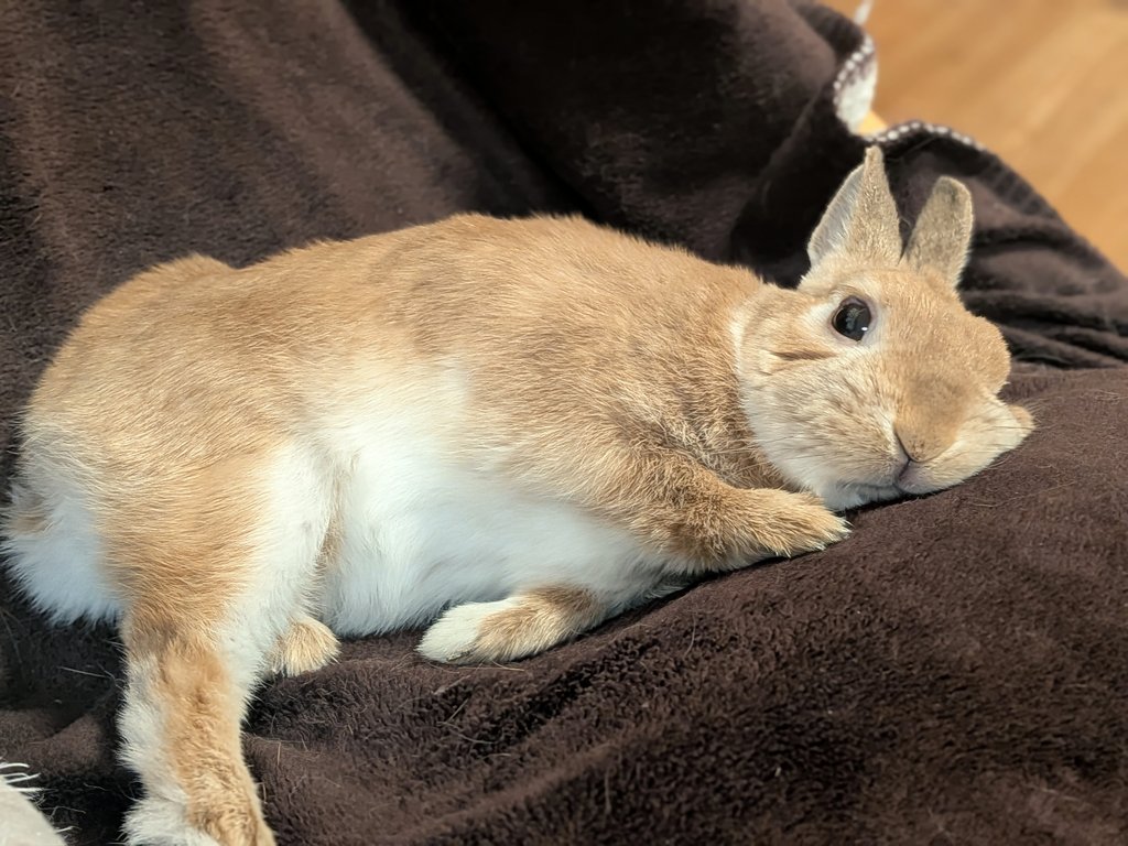 みかん🍊かぼす💚 tweet media