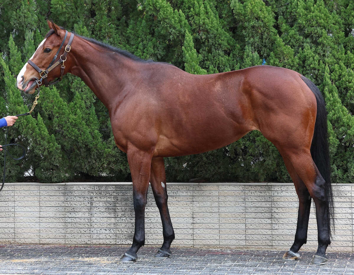 WIN!競馬_総合【公式】 tweet media