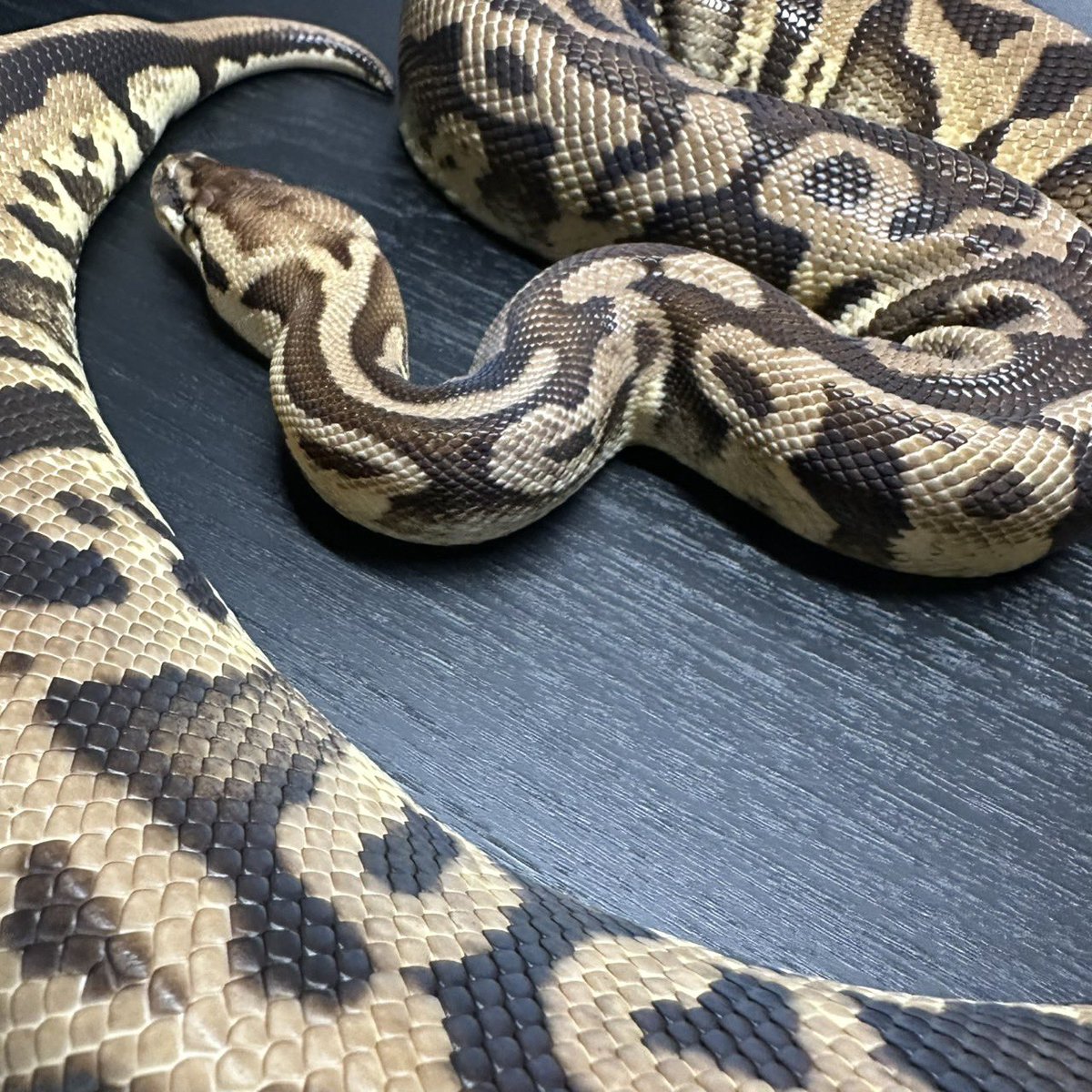 Yellow Benjamin tweet media