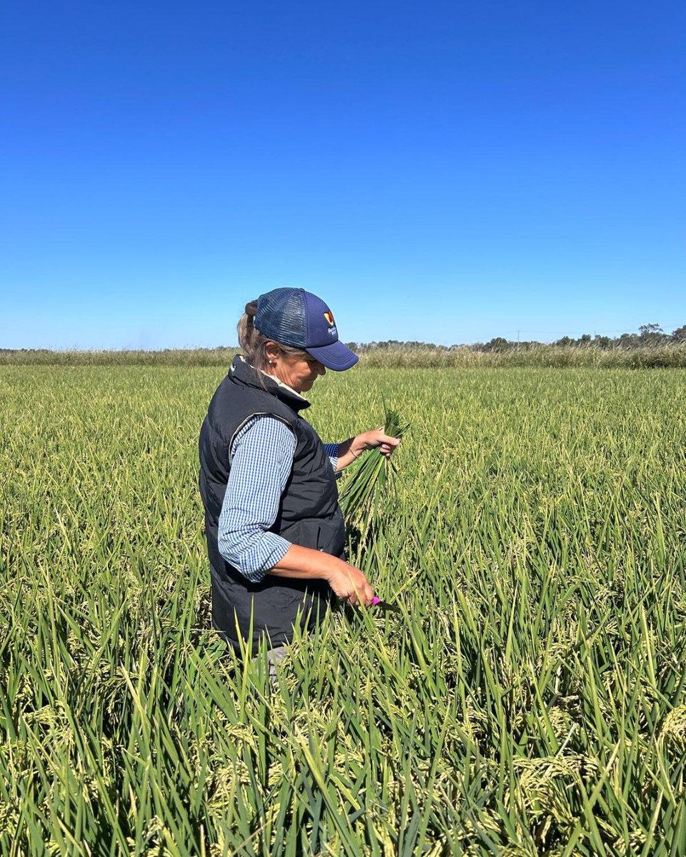 Rice Extension tweet media