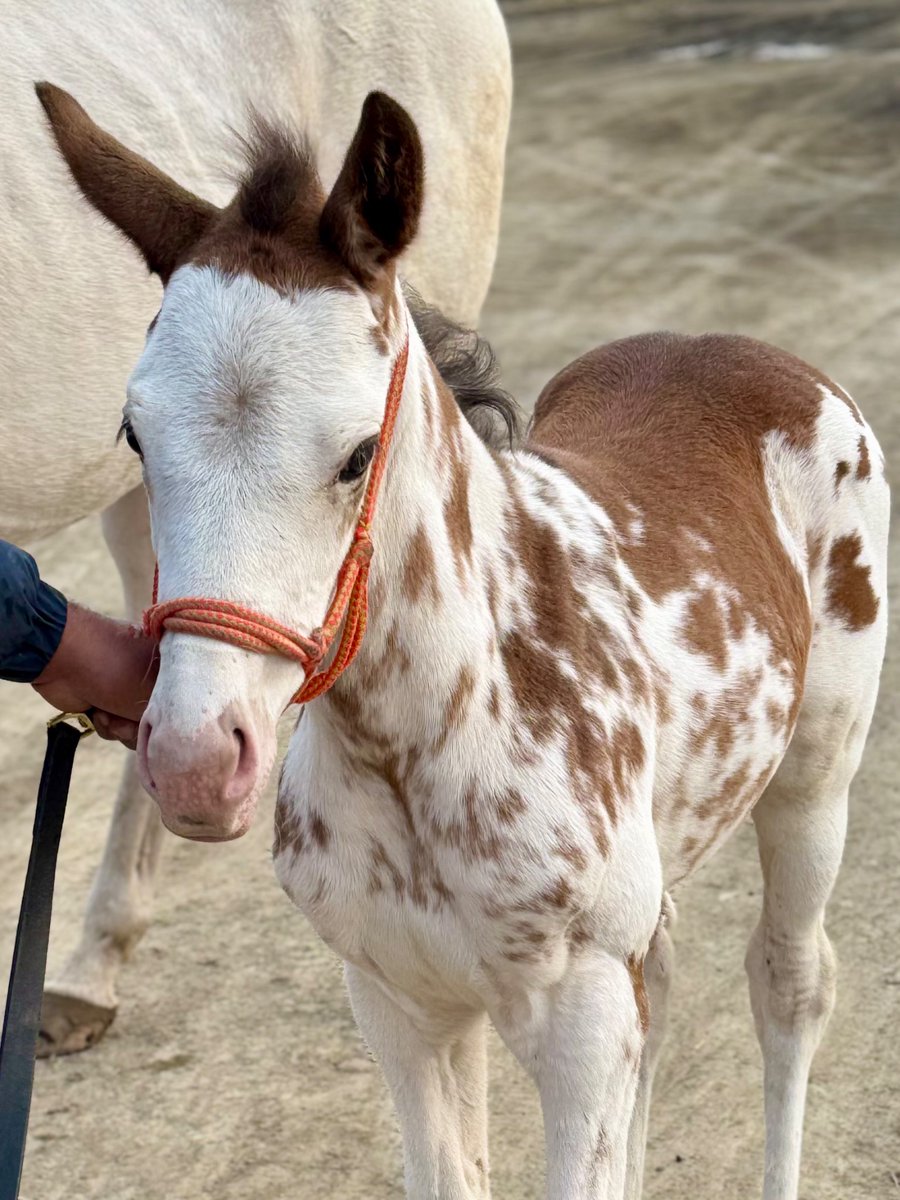 【公式】アオラキfamily tweet media