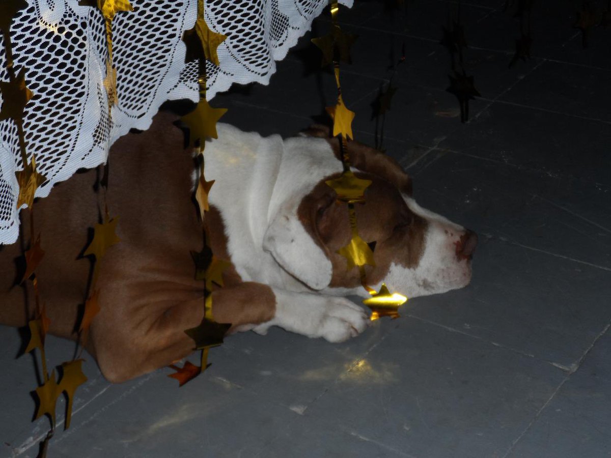 lau 𓆰𓆪 La trola emo VI A DJO tweet media