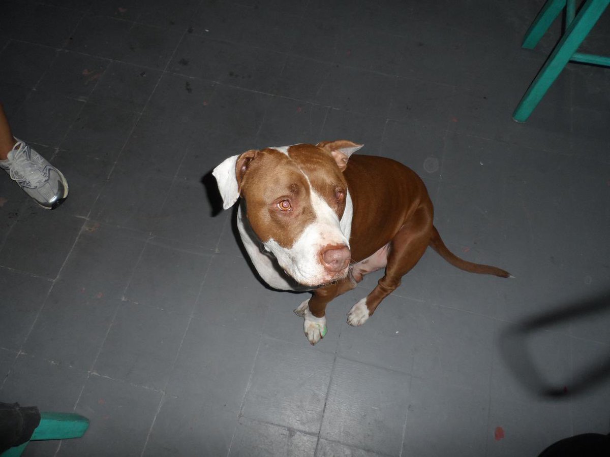 lau 𓆰𓆪 La trola emo VI A DJO tweet media