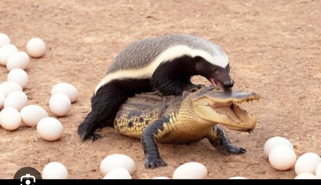 Brasil ladeira a baixo 🇧🇷💙💛 tweet media