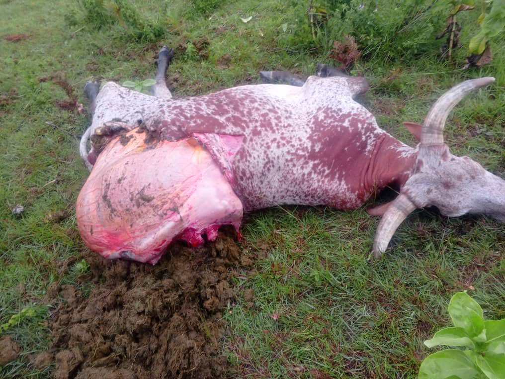 MoiseNyarugabo's tweet photo. Ce papa dont la photo ci jointe vient d’être tué par une bombe d’un drone des FARDC de Tshisekedi et FDNB de Ndayishimiye ce lundi soir 23 mars 2026. Il était chez lui tranquille dans son village d’Ilundu à Minembwe. Il avait à peu près 95 ans selon sa famille. 
Hier dimanche 22 mars 2026, des drones ont bombardé le village de Gakenke précisément chez le chef Rutaganda.

Le samedi21, plusieurs villages ont été plusieurs fois bombardés. 

Le vendredi 20 mars 2026, plusieurs drones envoyés par les mêmes cités ci- haut ont lancé des bombes à Kalingi, Karongi, Bidegu, Sinaï mais aussi deux bombes ont visé l’aérodrome à Kiziba. 

Ce même jour ils ont tué un jeune enfant de 14 ans et blessé une dizaine de personnes. Ils ont tué des vaches et des moutons. 
Le jeudi 19, mercredi 18 et tous les autres jours, les drones bombardent la nuit comme la journées, plusieurs fois par jour, ceux qui accompagnent les va he’s au pâturage, ceux qui vont aux champs ou chercher du bois de chauffage. Ils tirent sur tout ce qui bouge. 
Ceux qui continuent à affirmer que les banyamulenge n’ont aucun problème peuvent retourner  dire merci à ces deux chefs d’Etat pour le sang des innocents qu’ils sont entrain de verser et féliciter la communauté internationale pour son silence.  @realTrump , @StateDept , @Masboulos, @US_SrAdvisorAF, @_AfricanUnion, @ymahmoudali, @antonioguterres, @williamsrutoke, @PaulKagame, @edmnangagwa, @KagutaMuseveni, @SuluhuSamia, @FelixTshis13, @GeneralNeva, @MofaQatar_EN, @jumuiya, @SADC_News, @CyrilRamaphosa, @onduhungirehe, @marcorubio, @EmmanuelMacron, @MONUSCO,@PresidenceTg, @FEGnassingbe, @FelixTshis13 , @kajakallas, @eucopresident, @volker_turk, @HuangXia16, @prevotmaxime, @kikayabinkarubi.