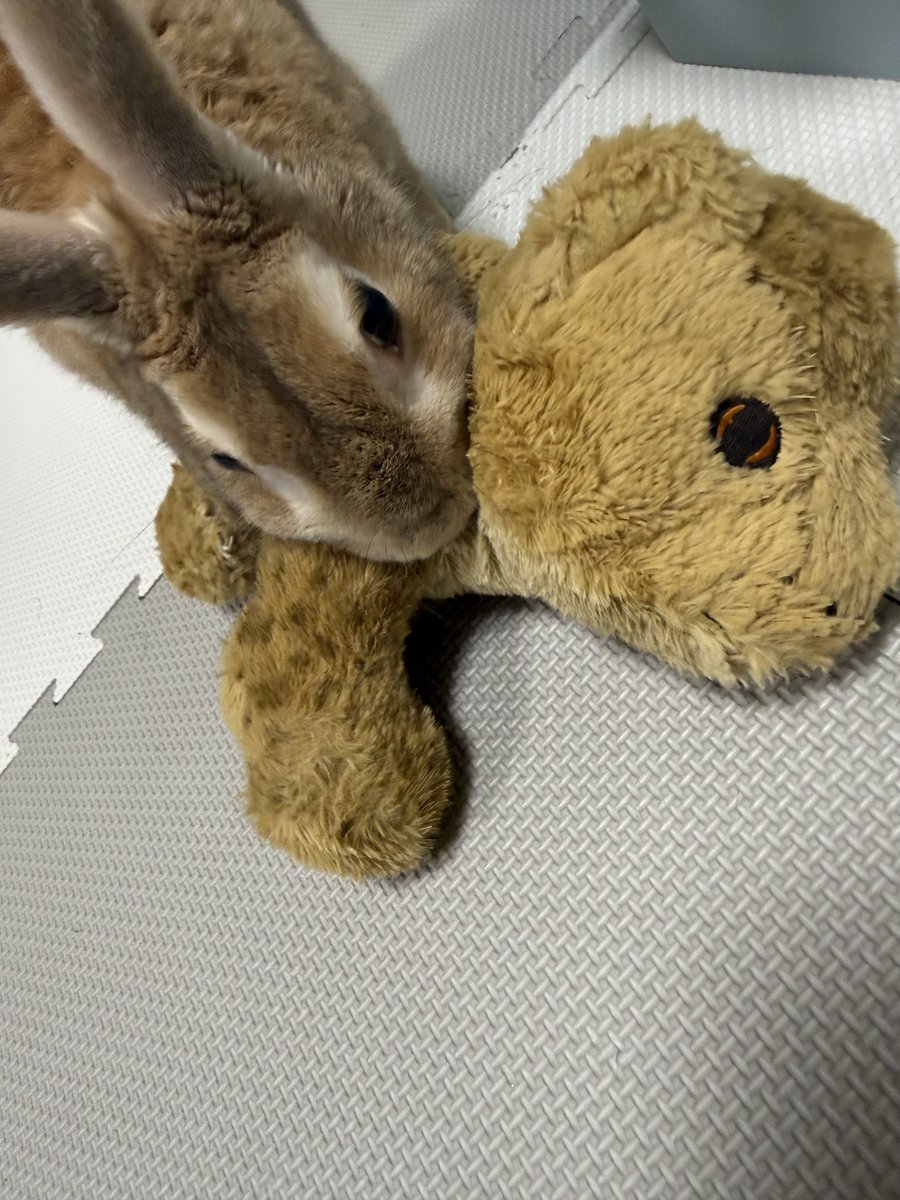 仗助🐰とAndy😛 tweet media