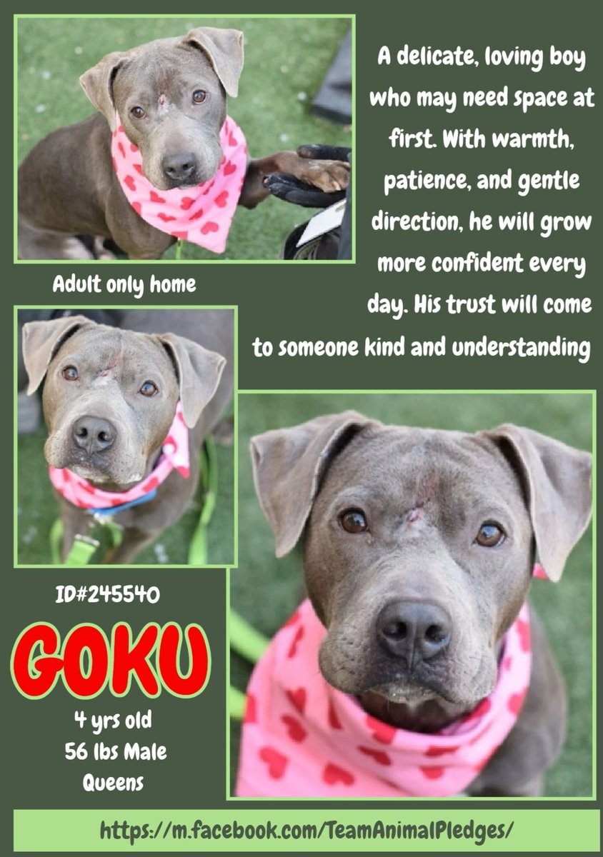 anja_brckner3's tweet image. Today's #DogoftheDay is sweet #Goku who is still looking for his #humans at #NYCACC #Queens  🩷

Can you offer him a quiet #homesweethome ❓

nycacc.app/#/browse/245540