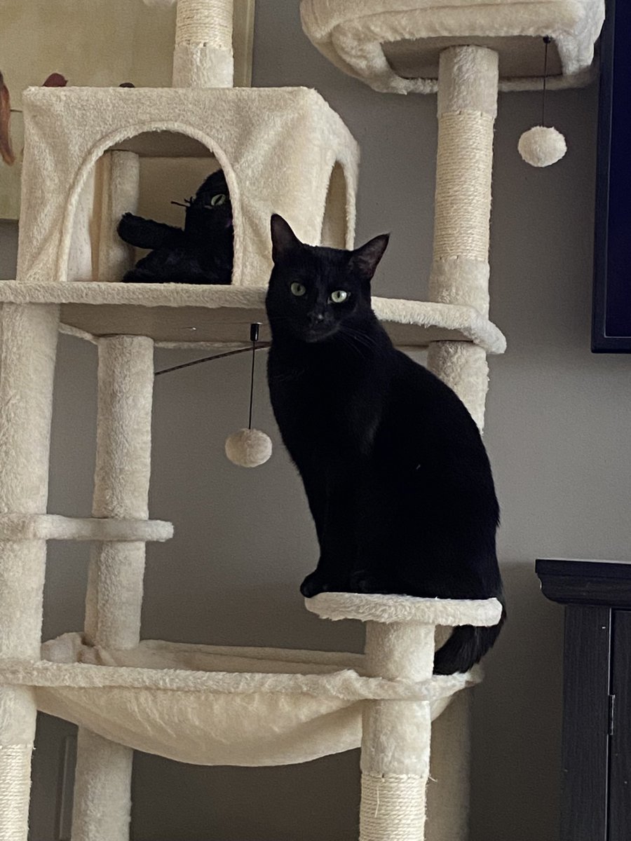 Otis the parrot tweet media