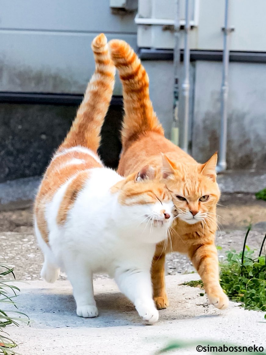 simabossneko 写真集「島にゃんこ」発売中 tweet media