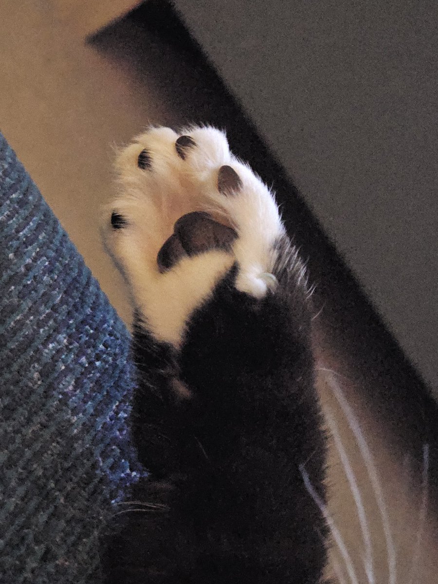 TrinityandTilly 🐱🏰🐉🏴󠁧󠁢󠁷󠁬󠁳󠁿 tweet media