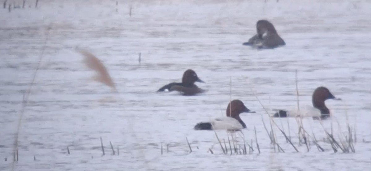 Thomas Porter tweet media