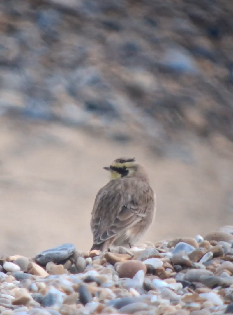 Thomas Porter tweet media