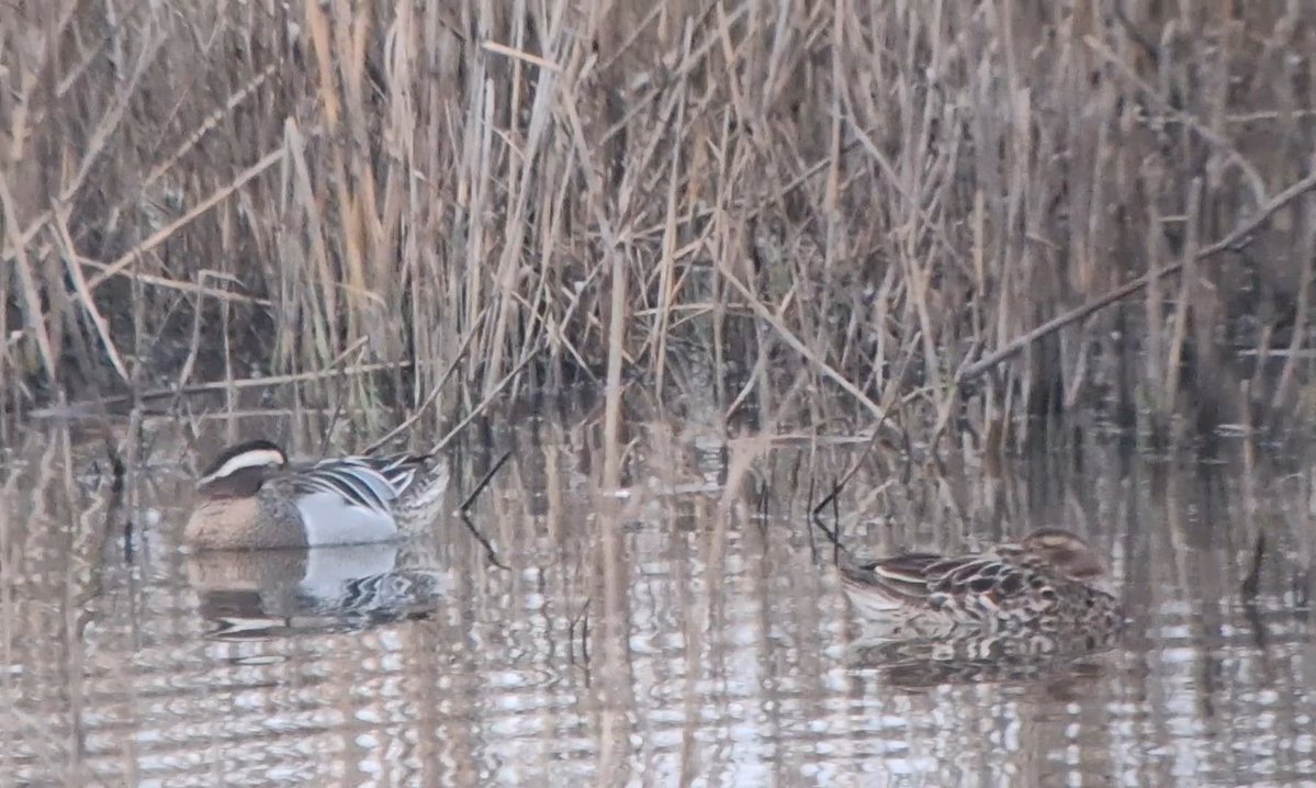 Thomas Porter tweet media