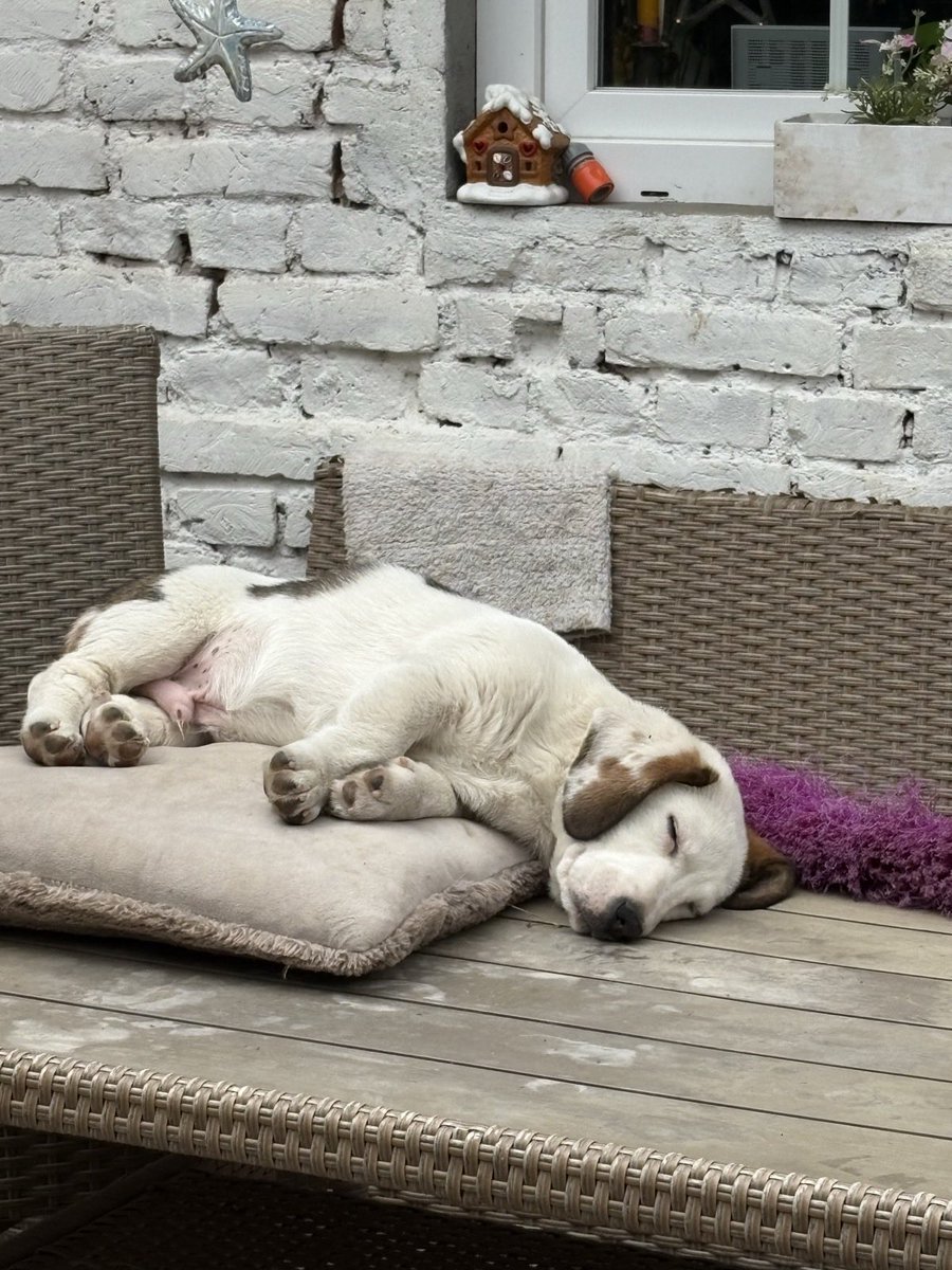 Aleksandar Petrović tweet media