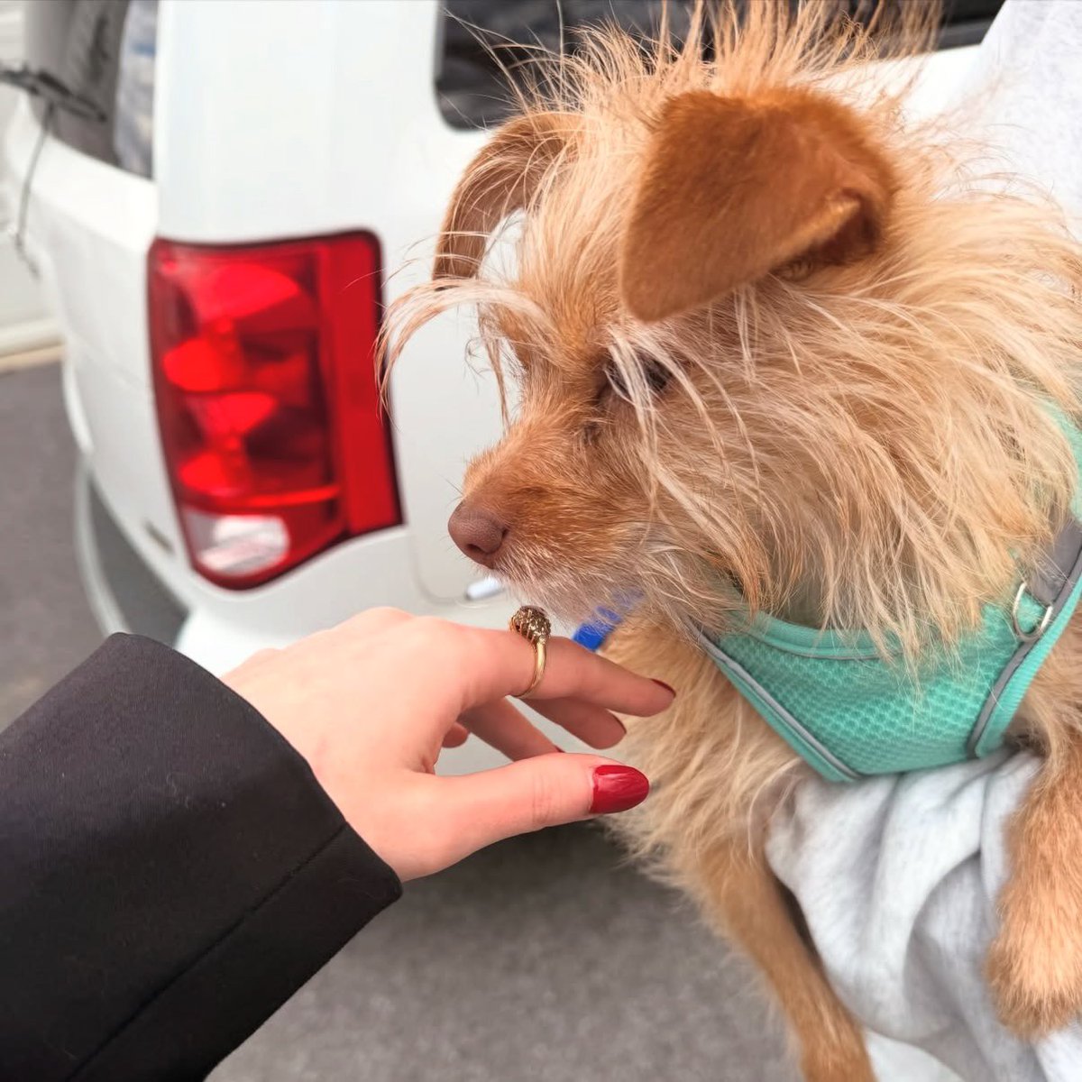 Laura Shadle tweet media