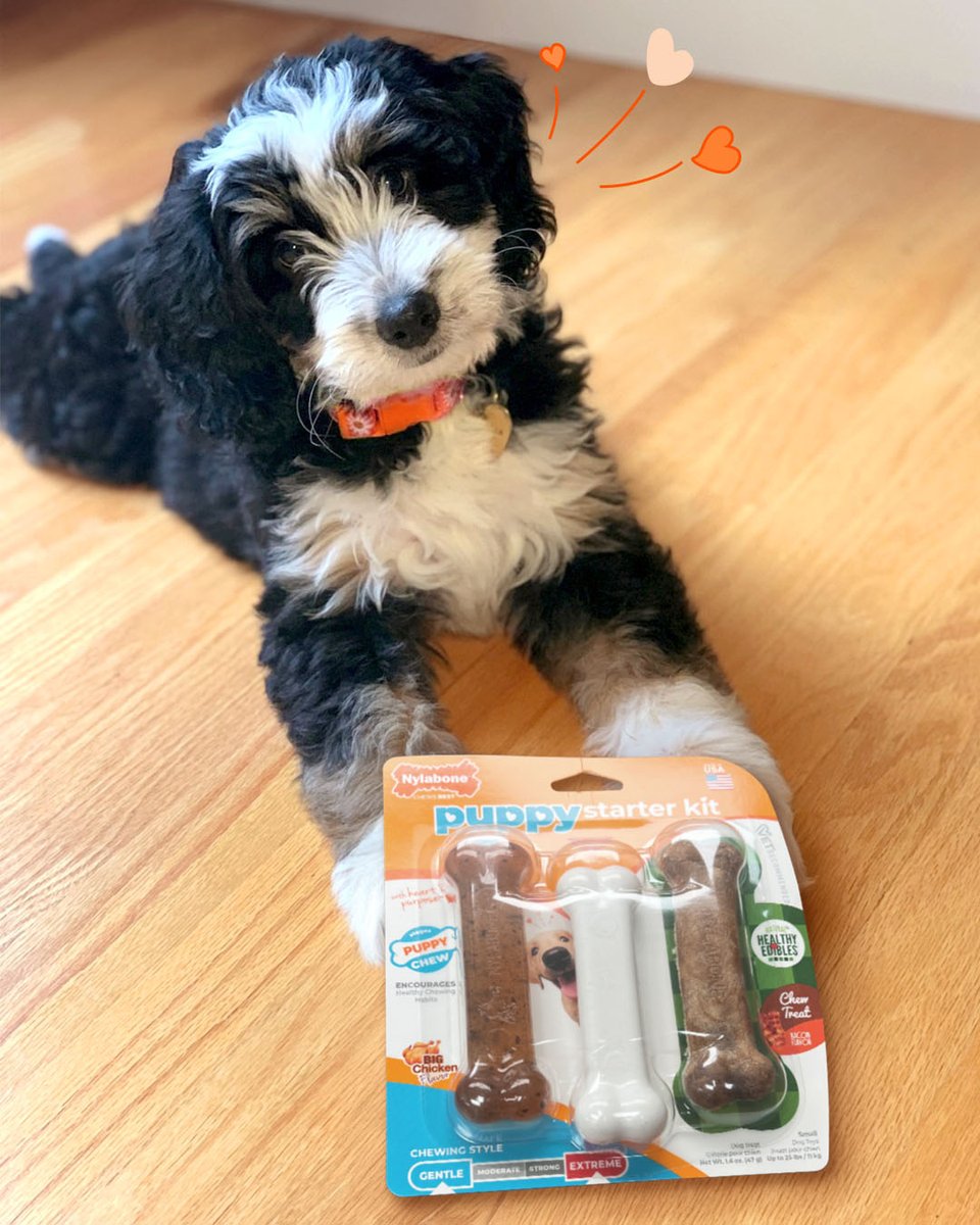 Nylabone Products tweet media