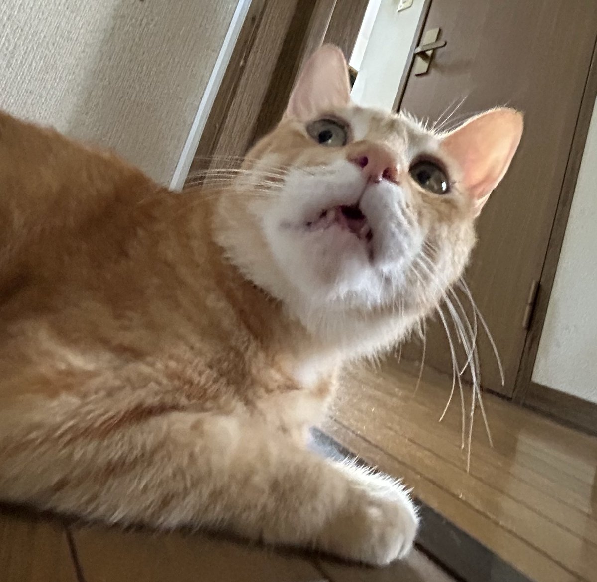 ビール猫🍺 tweet media