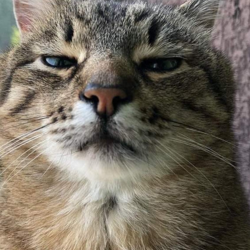 Planinski tweet media