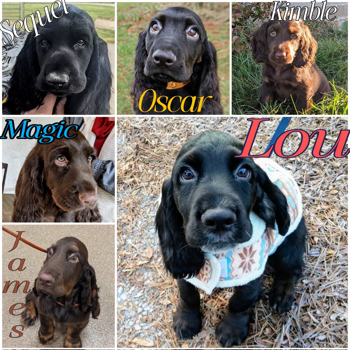 lyricrun's tweet image. #NationalPuppyDay2026  #fieldspaniel  My happy six pack. Photos from when they were a puppy. From Lou, who is now 10.5 years to Sequel, who just turned 1 yr.