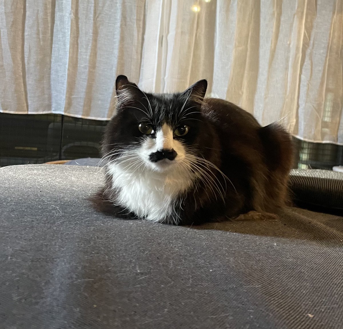 猫教授 tweet media