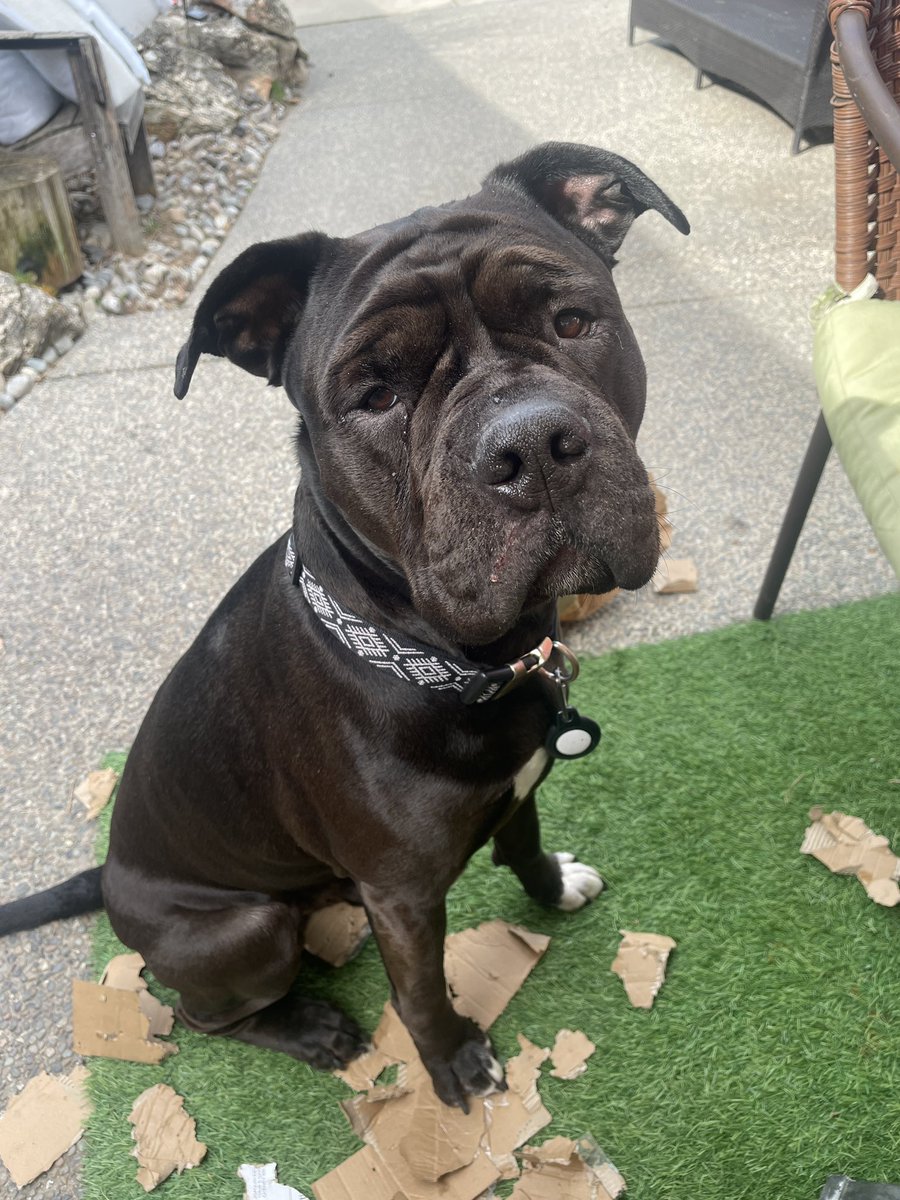 MajinE_Mimi's tweet image. Evening everyone!☀️
I finally am able to return to my beloved garden outside!
#funkofamily 

Today was clean out day, and prepare for the lawn!
#yardwork #SpringIsHere 

But I had a moment to sit &amp;amp; admire our work! Along with my son 🤣🌺

I just wanted to say that I love you all!