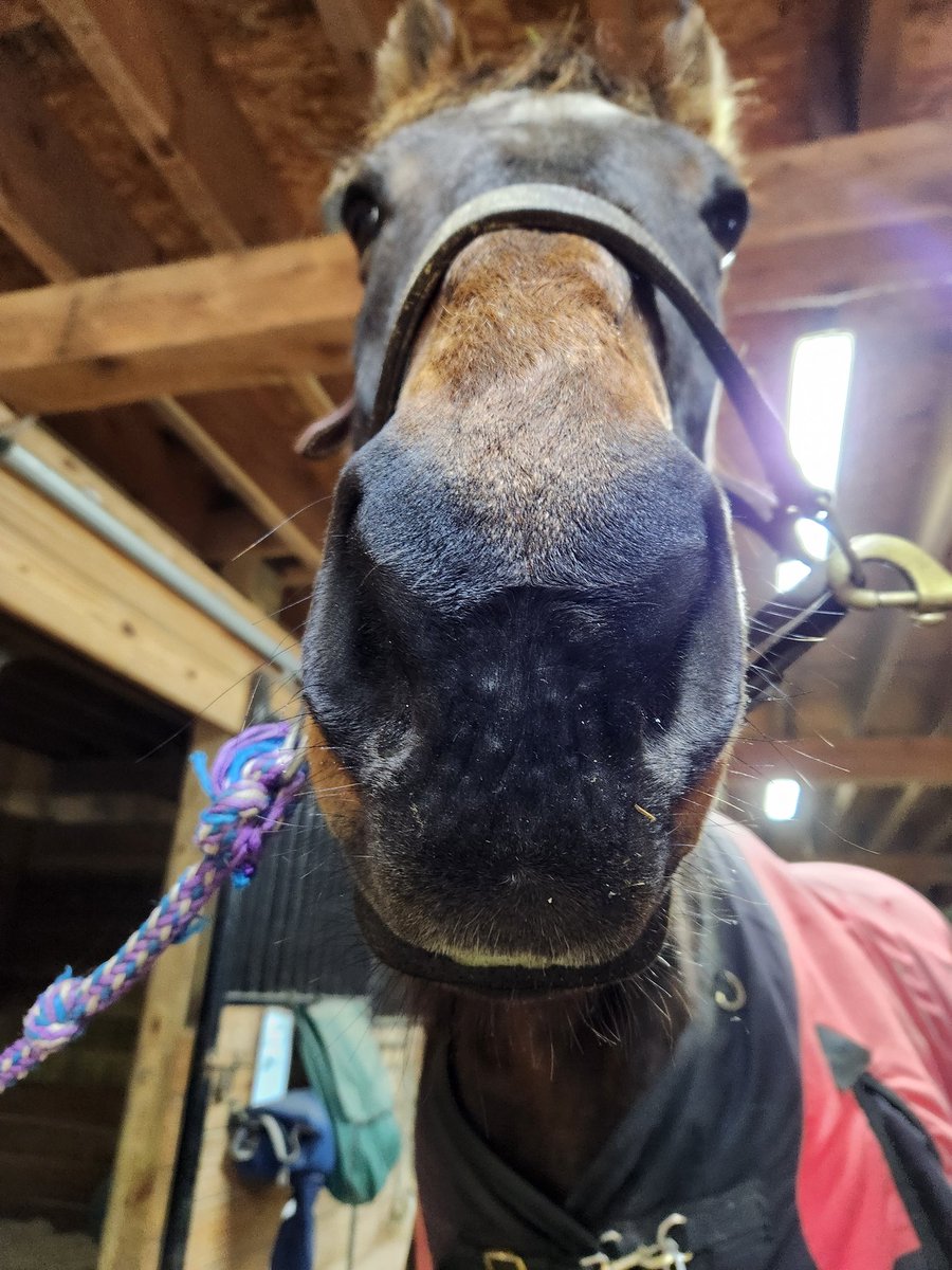 Lucah 🐴Horse Mom Vtuber tweet media